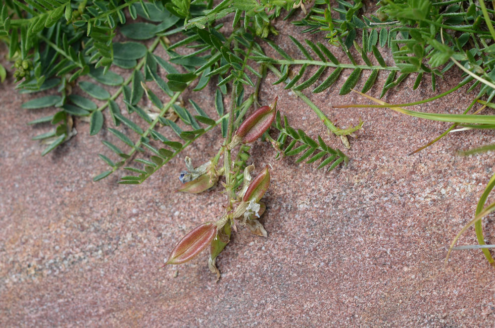 Изображение особи Oxytropis glabra.