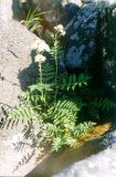 Sorbaria grandiflora