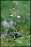 Chimaphila umbellata. Цветущее растение. Республика Татарстан, Волжско-Камский заповедник, сосновый лес. 04.07.2007.