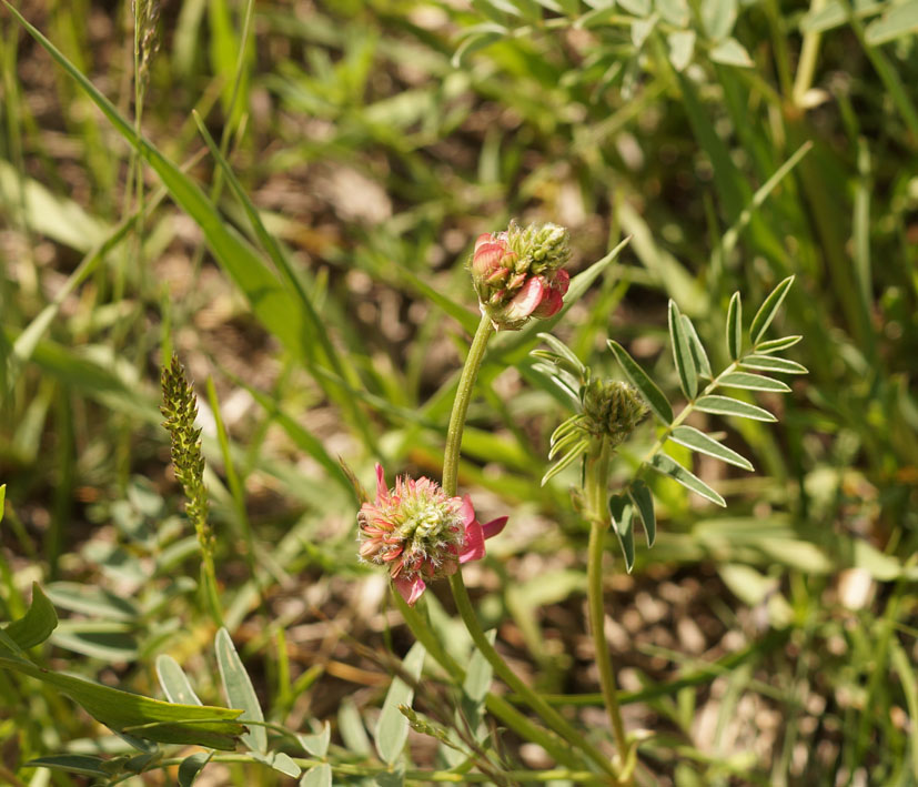 Изображение особи Hedysarum songoricum.