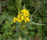 Solidago virgaurea ssp. dahurica