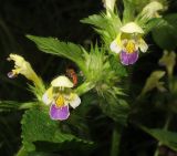 Galeopsis speciosa