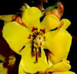 Verbascum spectabile