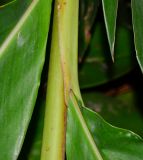 Alpinia zerumbet. Часть стебля с основанием листа. Израиль, Шарон, г. Тель-Авив, ботанический сад тропических растений. 02.05.2016.