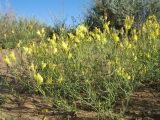 Linaria dolichoceras. Цветущее растение. Казахстан, Южное Прибалхашье, южная кромка пустыни Таукум. 20 мая 2016 г.