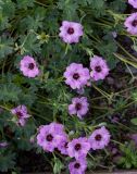 Geranium cinereum