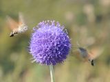 Dipsacus dipsacoides