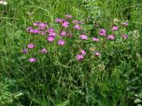 Dianthus versicolor. Верхушки цветущих растений. Иркутская обл., Ангарский р-н, долина р. Ангара, луг. 13.07.2016.