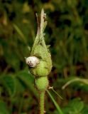 Rosa gallica