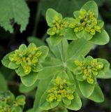 Euphorbia platyphyllos