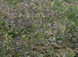 Draba nemorosa. Покров цветущих растений. Латвия, г. Даугавпилс, газон с хорошей насыпной почвой. 27.04.2017.