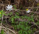 Anemone altaica. Верхушки цветущих растений (вид на наружную сторону листочков околоцветника). Восточный Казахстан, Глубоковский р-н, окр. с. Тарханка, восточный склон сопки. 25.04.2017.