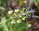 Muscari armeniacum. Соплодие. Армения, г. Ереван, газон около отеля Сочи Палас. 02.05.2017.