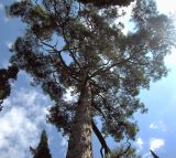 Pinus pityusa. Крона дерева. Абхазия, Гагрский р-н, г. Пицунда. 26 августа 2009 г.