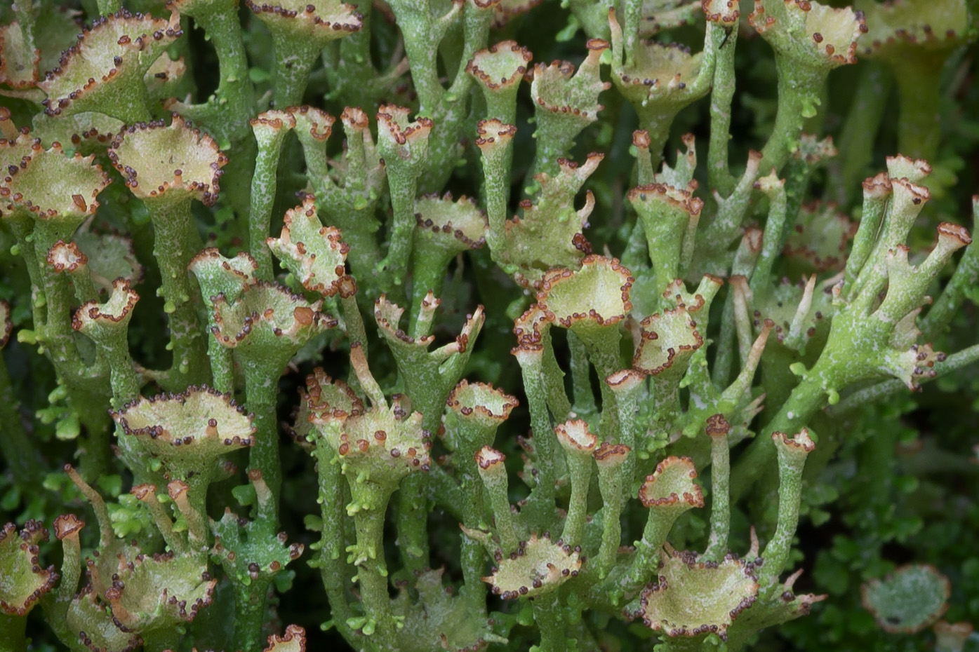 Изображение особи Cladonia gracilis ssp. turbinata.