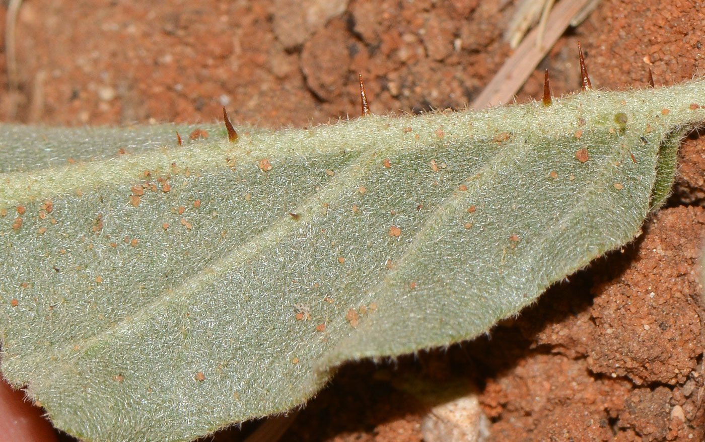 Изображение особи Solanum elaeagnifolium.