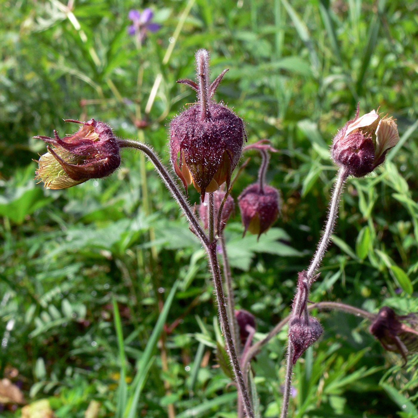 Изображение особи Geum rivale.