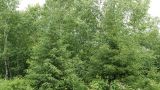 Picea abies. Молодые деревья. Камчатский край, Елизовский р-н, река Левая Авача, на опушке лиственного леса. 16.07.2017.