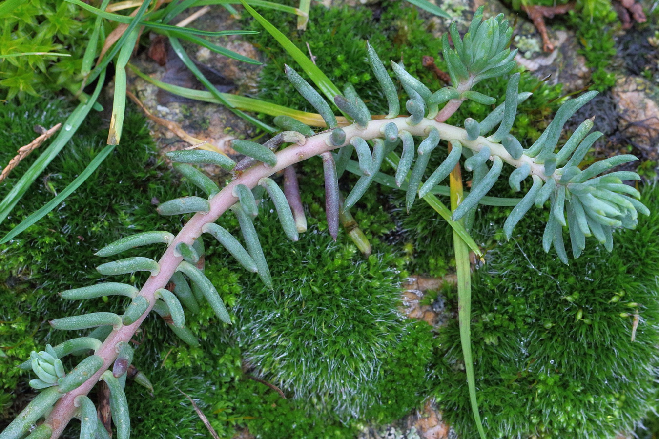 Очиток отогнутый (Sedum reflexum) 