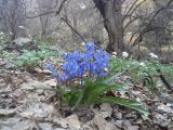 Scilla siberica