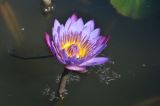 Nymphaea nouchali. Цветок. Китай, пров. Юньнань, г. Куньмин, территория храма Юаньтун, пруд. 05.11.2016.