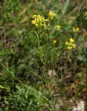 Erysimum canescens