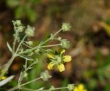 Potentilla canescens