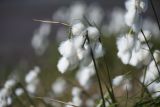 Eriophorum angustifolium