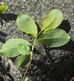 Salix arctica. Молодой побег (с нижней стороны). Магаданская обл., г. Магадан, окр. мкр-на Пионерный, каменистая сопка. 08.06.2018.