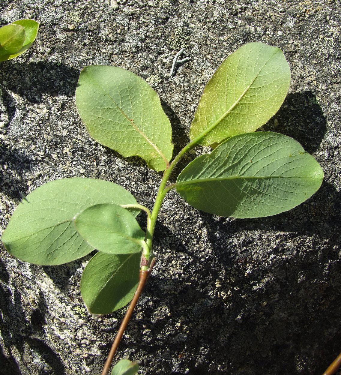 Image of Salix arctica specimen.