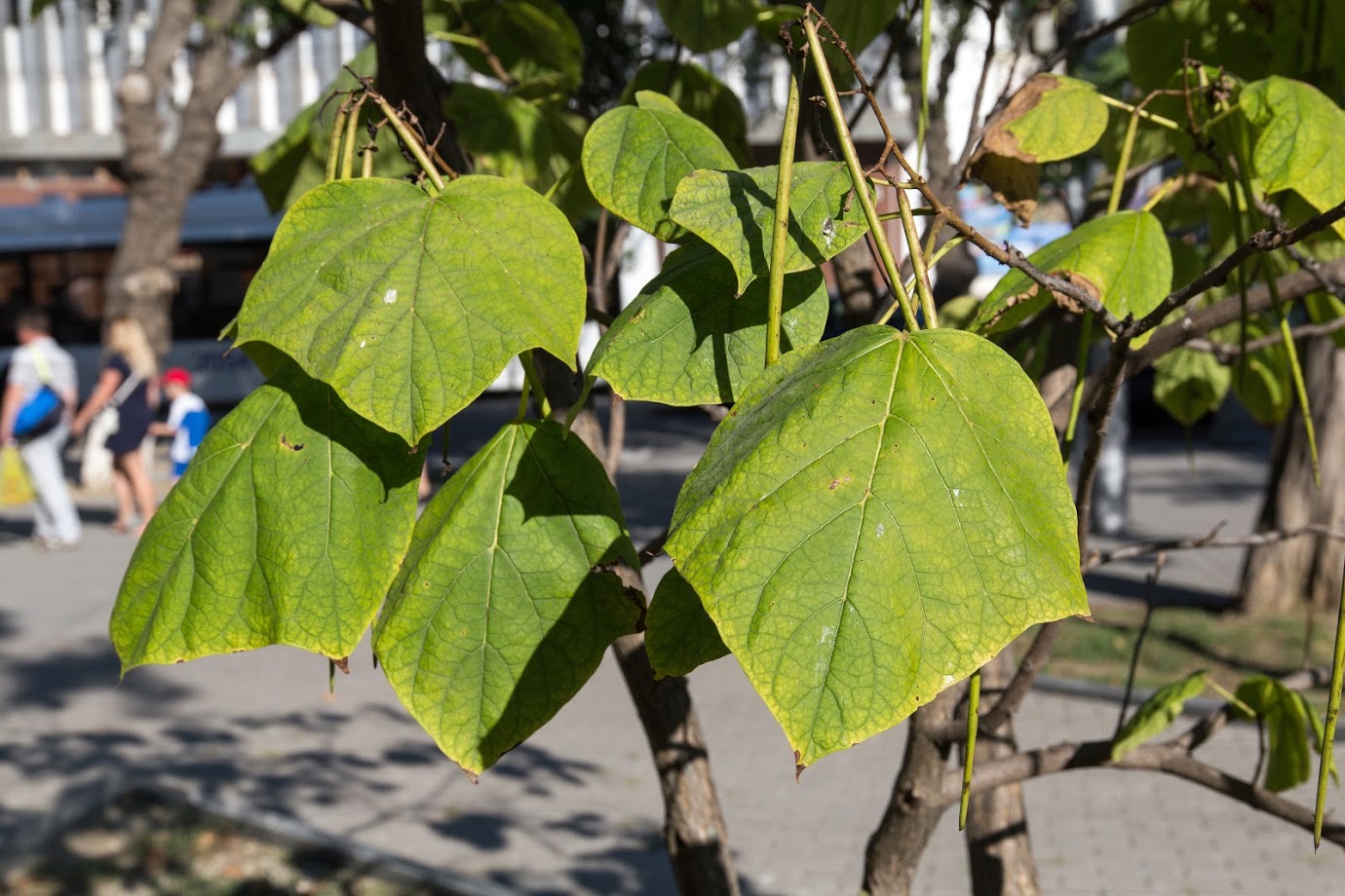 Изображение особи Catalpa bignonioides.