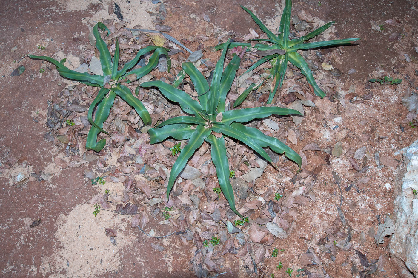 Изображение особи Scilla hyacinthoides.
