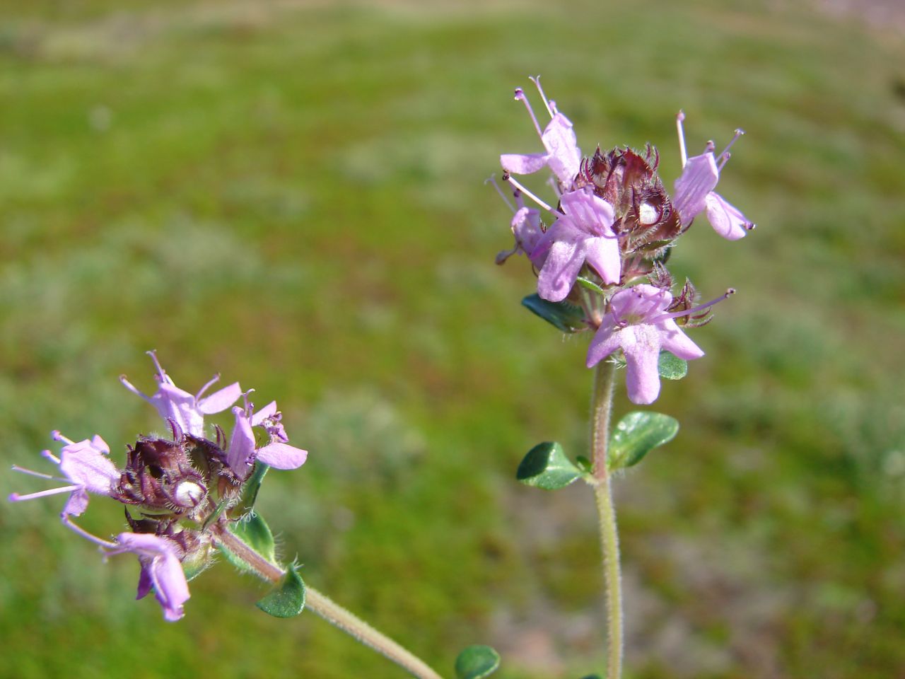 Изображение особи Thymus subarcticus.