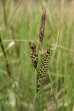 Carex nigra