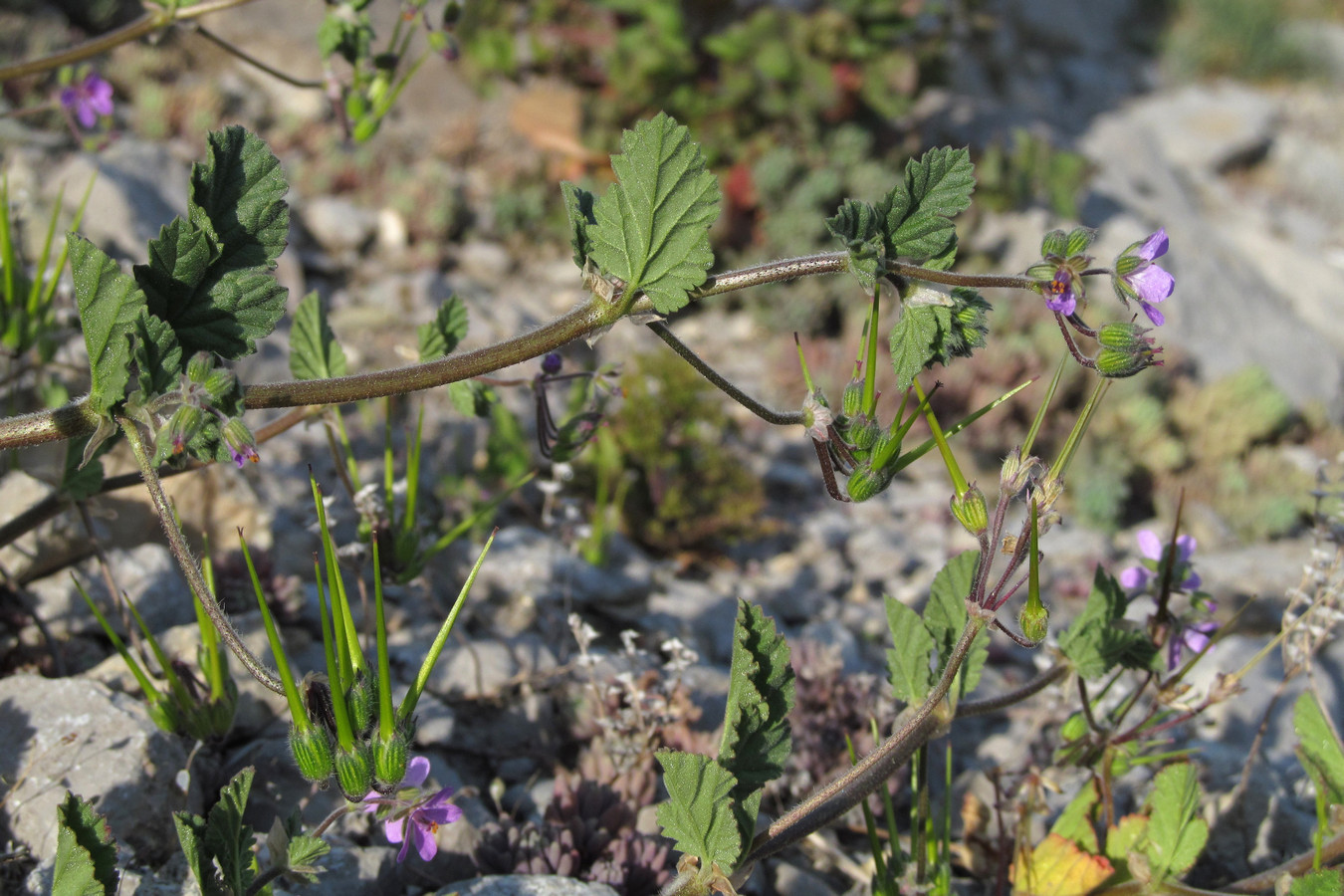 Изображение особи Erodium malacoides.