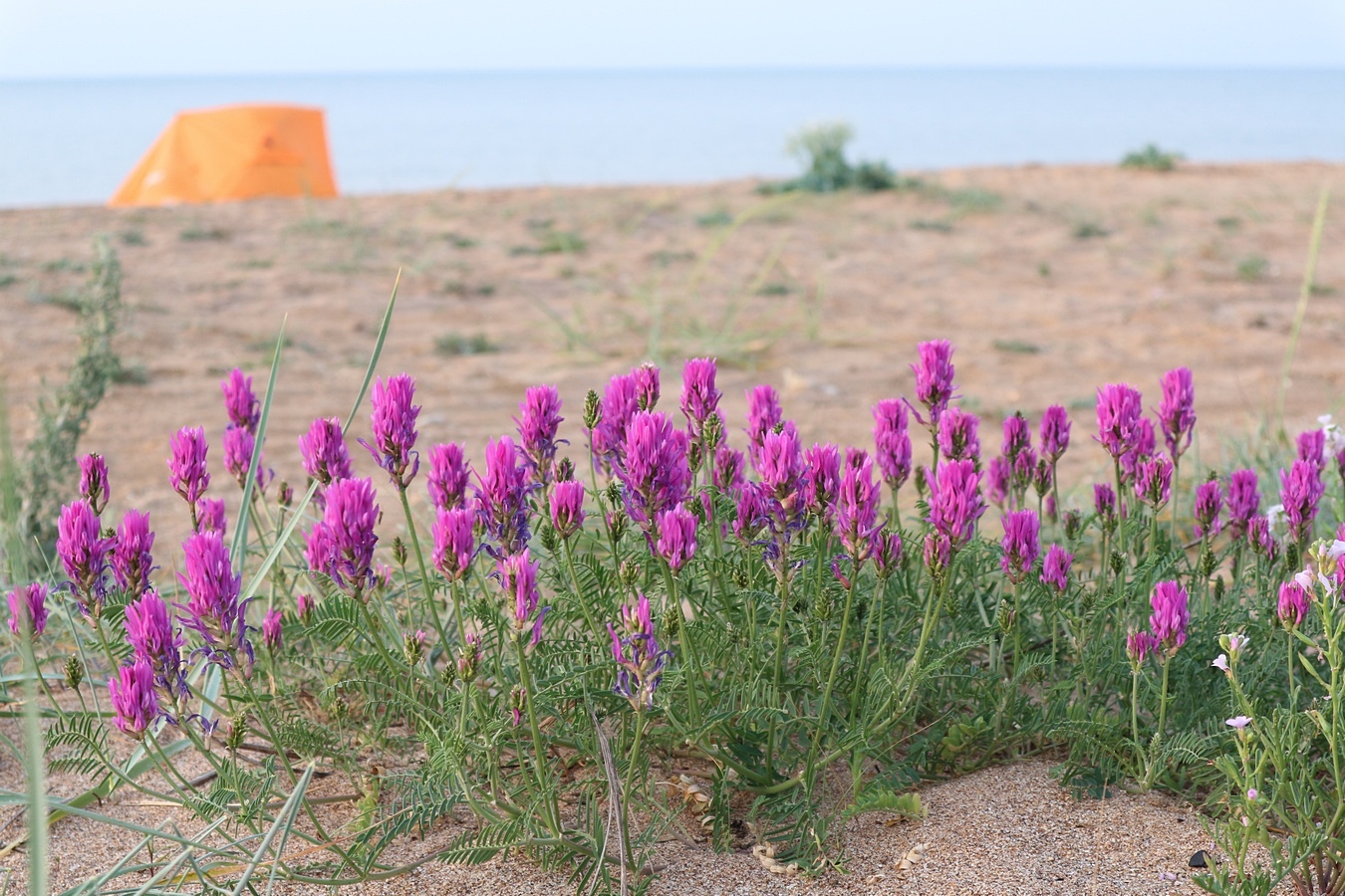 Изображение особи Astragalus borysthenicus.