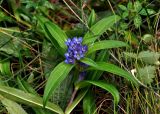 Gentiana cruciata. Верхушка цветущего растения. Челябинская обл., Миасский гор. округ, берег оз. Тургояк, луг на опушке сосняка. 05.08.2019.