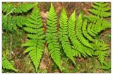 Dryopteris expansa. Вайя. Республика Татарстан, Волжско-Камский заповедник. 09.07.2010.