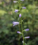 Campanula bononiensis