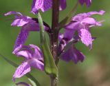 Dactylorhiza saccifera