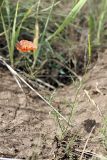 Roemeria refracta. Цветущее растение. Южный Казахстан, предгорья Боролдайтау. 23.05.2010.