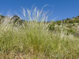 Stipa lessingiana. Цветущие растения. Краснодарский край, м/о Анапа, окр. пос. Бол. Утриш, гора Солдатская, задернованный щебнистый склон. 09.05.2022.