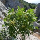 Rhus coriaria