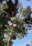 Cupressus sempervirens