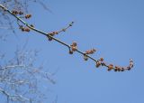 Acer saccharinum