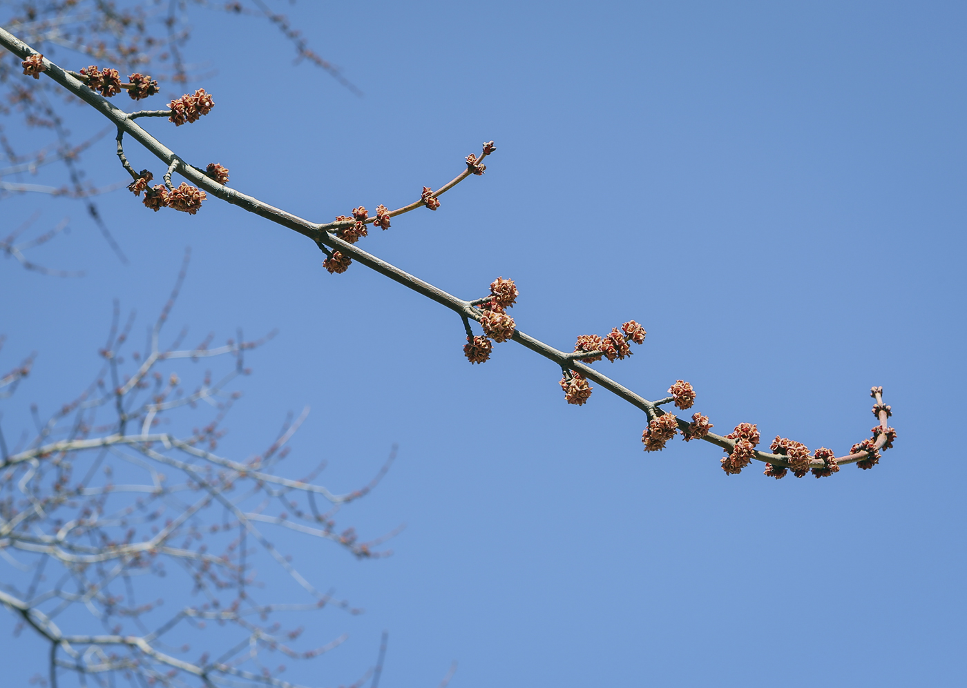 Изображение особи Acer saccharinum.