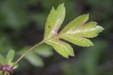 Crataegus stevenii