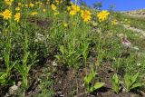 Arnica iljinii