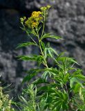 Senecio cannabifolius