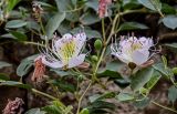 Capparis herbacea